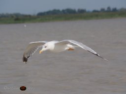 Musikalische Tagesfahrt zum Neusiedlersee am 21. 08. 2024